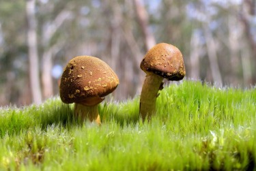 东莞谢岗私人老板放款：轻松融资的秘密通道